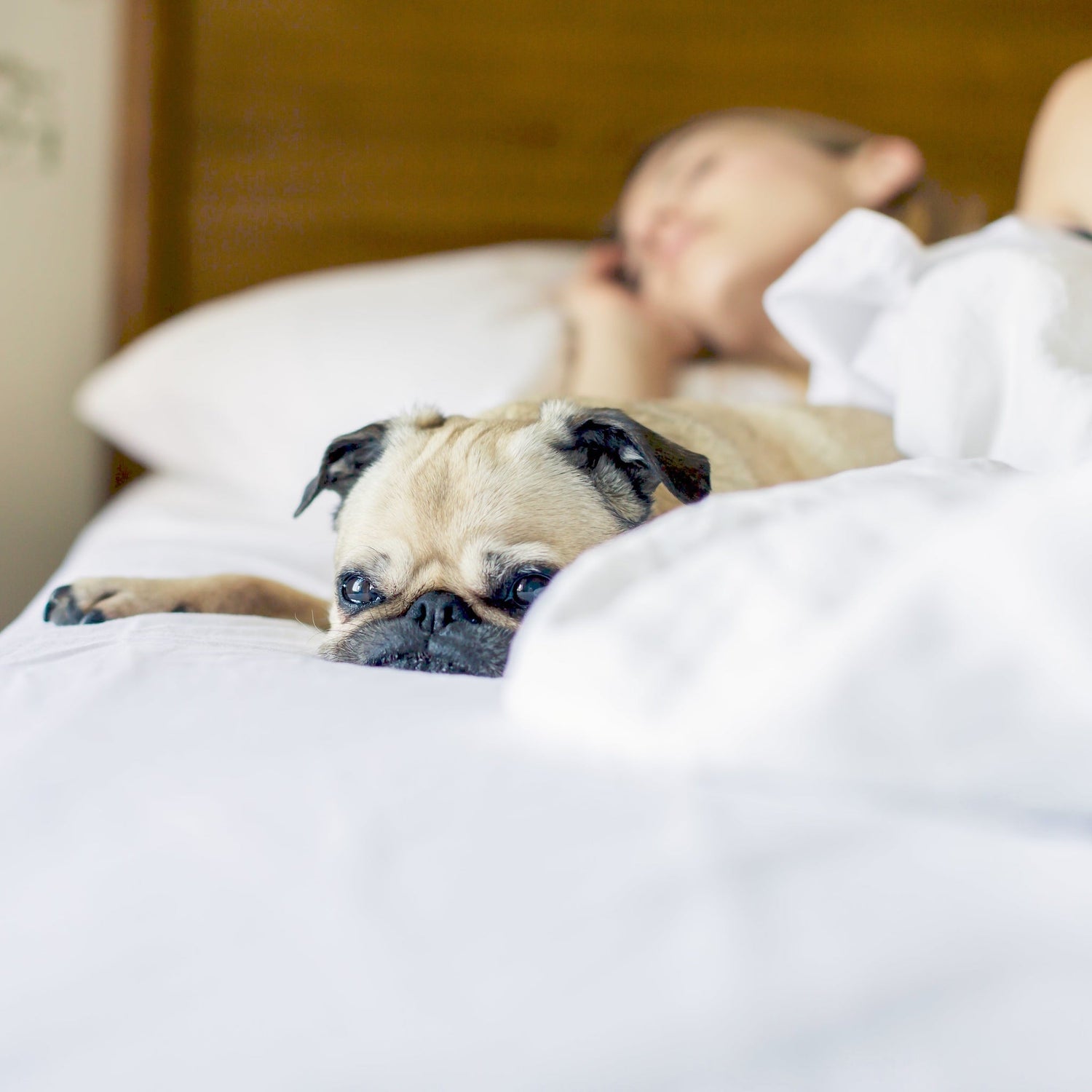 A cozy pug resting on a luxurious Aurora Lilot white bed, with a woman sleeping peacefully in the background, symbolizing ultimate comfort and relaxation.